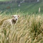Sheep in thick grass